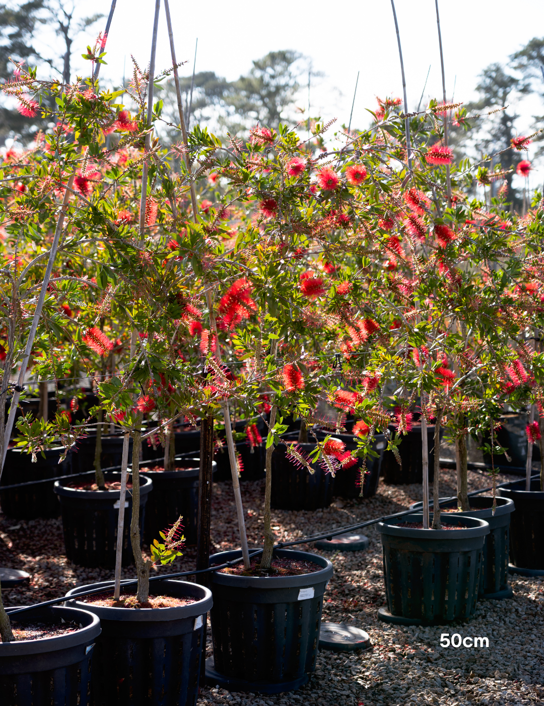 Callistemon citrinus 'Endeavour'