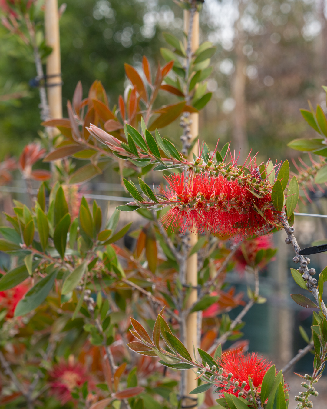 Callistemon salignus