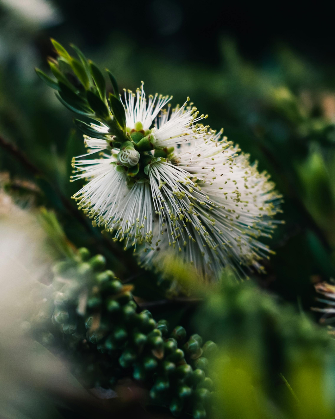 Callistemon sieberi