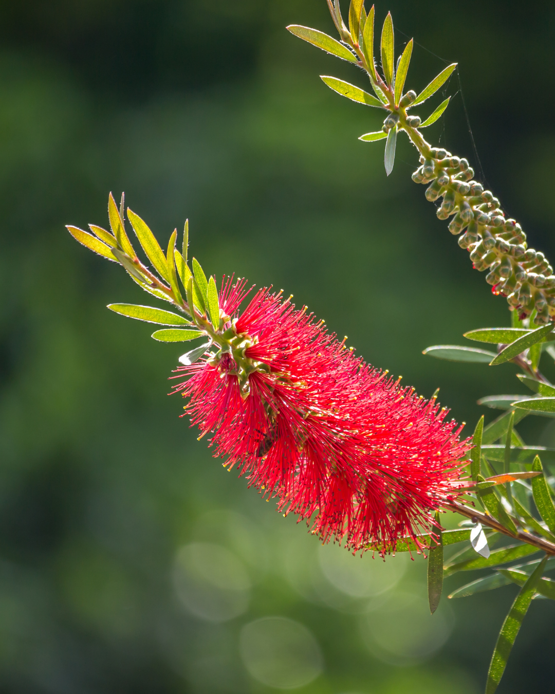 Callistemon viminalis