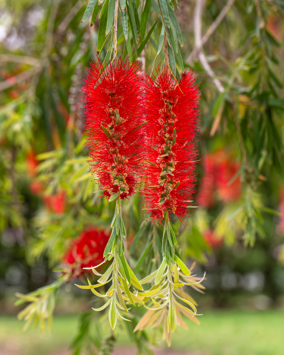 Callistemon viminalis 'Dawson River Weeper'