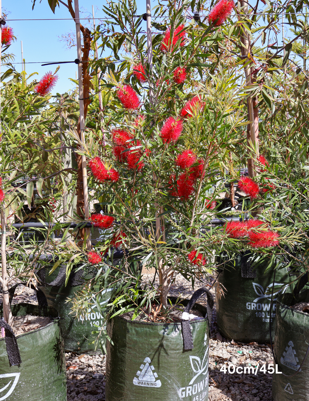 Callistemon citrinus x viminalis 'KPS' - Bottle Brush - Evergreen Trees Direct