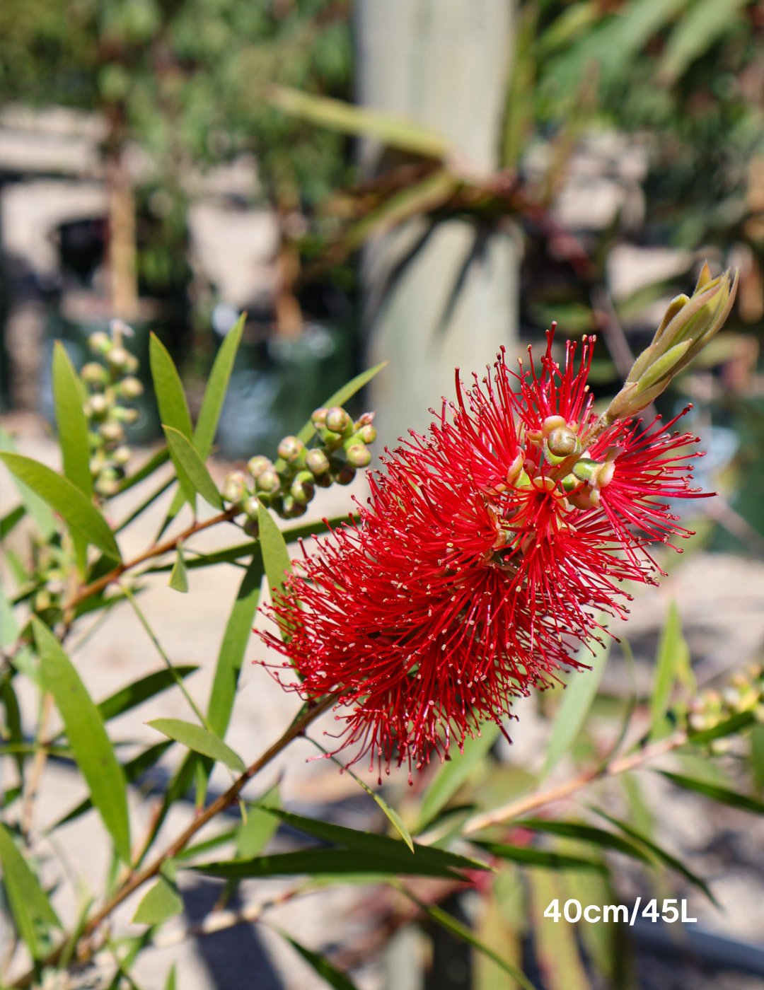 Callistemon citrinus x viminalis 'KPS' - Bottle Brush - Evergreen Trees Direct