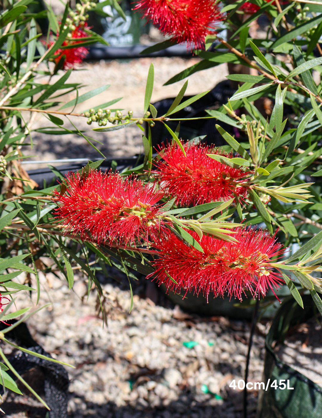Callistemon citrinus x viminalis 'KPS' - Bottle Brush - Evergreen Trees Direct