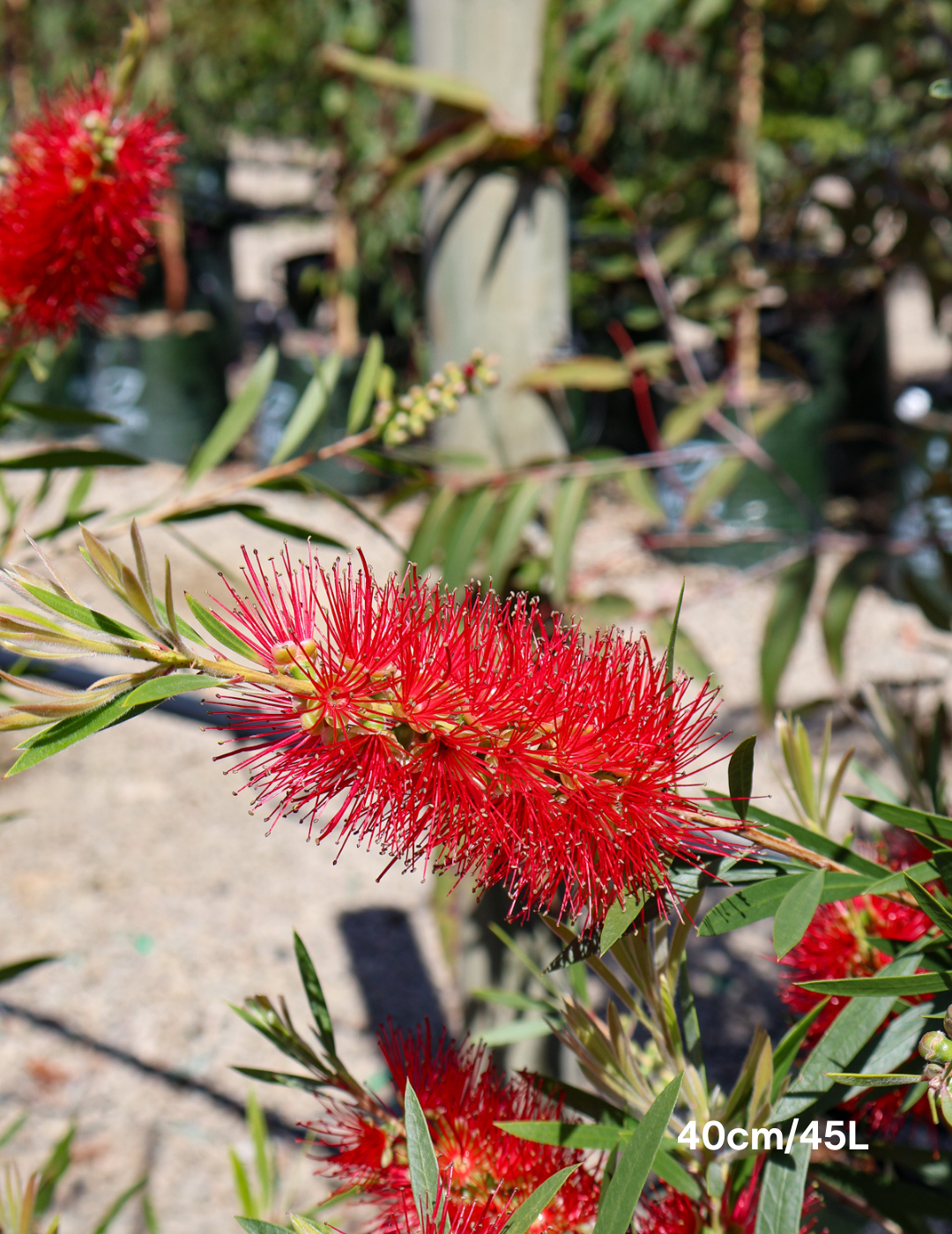 Callistemon citrinus x viminalis 'KPS' - Bottle Brush - Evergreen Trees Direct