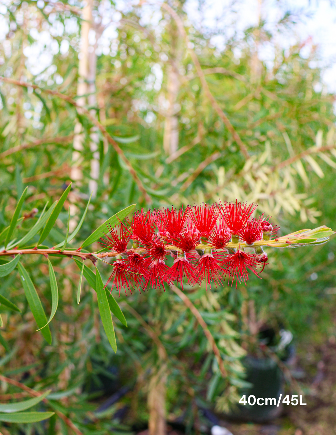 Callistemon citrinus x viminalis 'KPS' - Bottle Brush - Evergreen Trees Direct