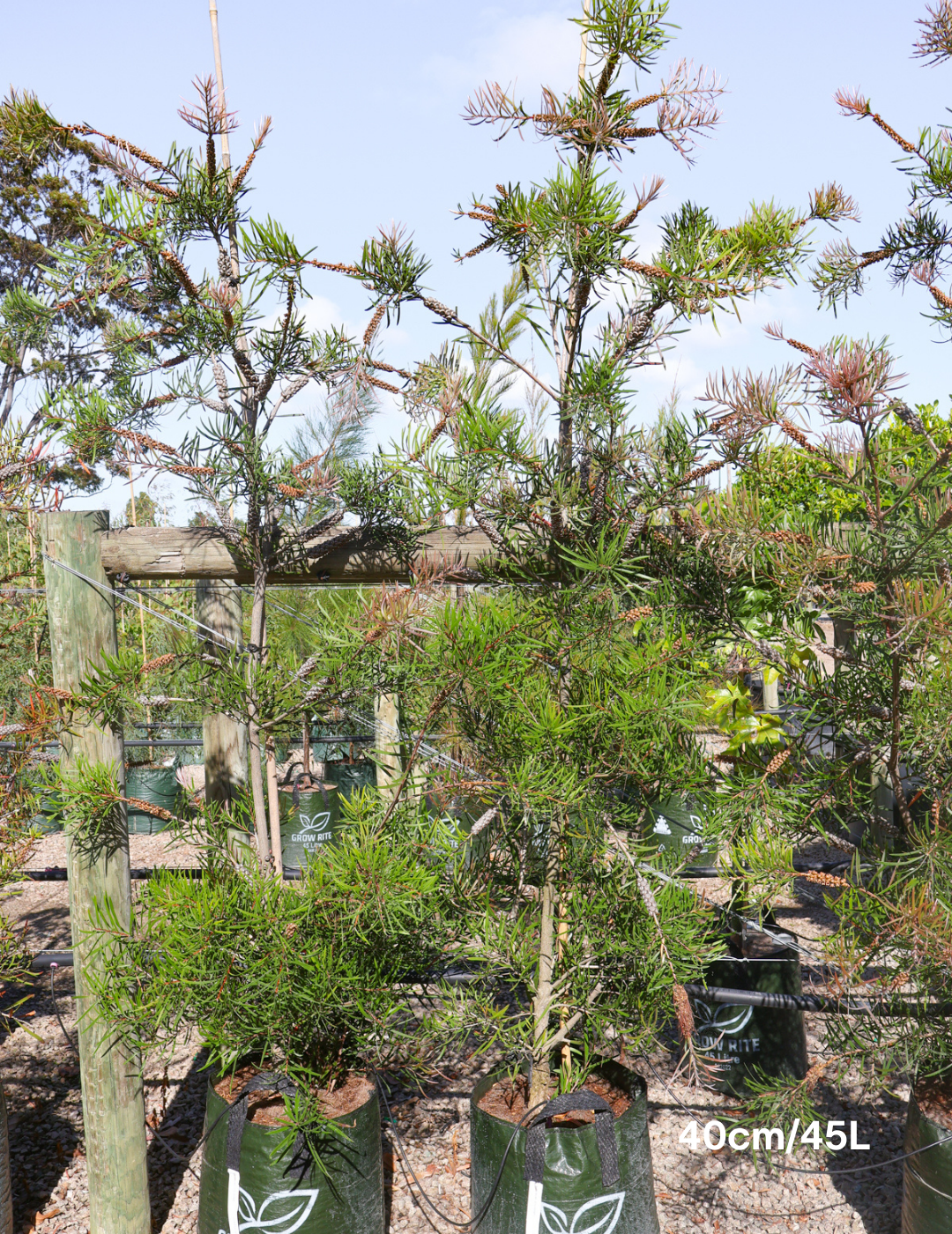Callistemon sieberi - Evergreen Trees Direct