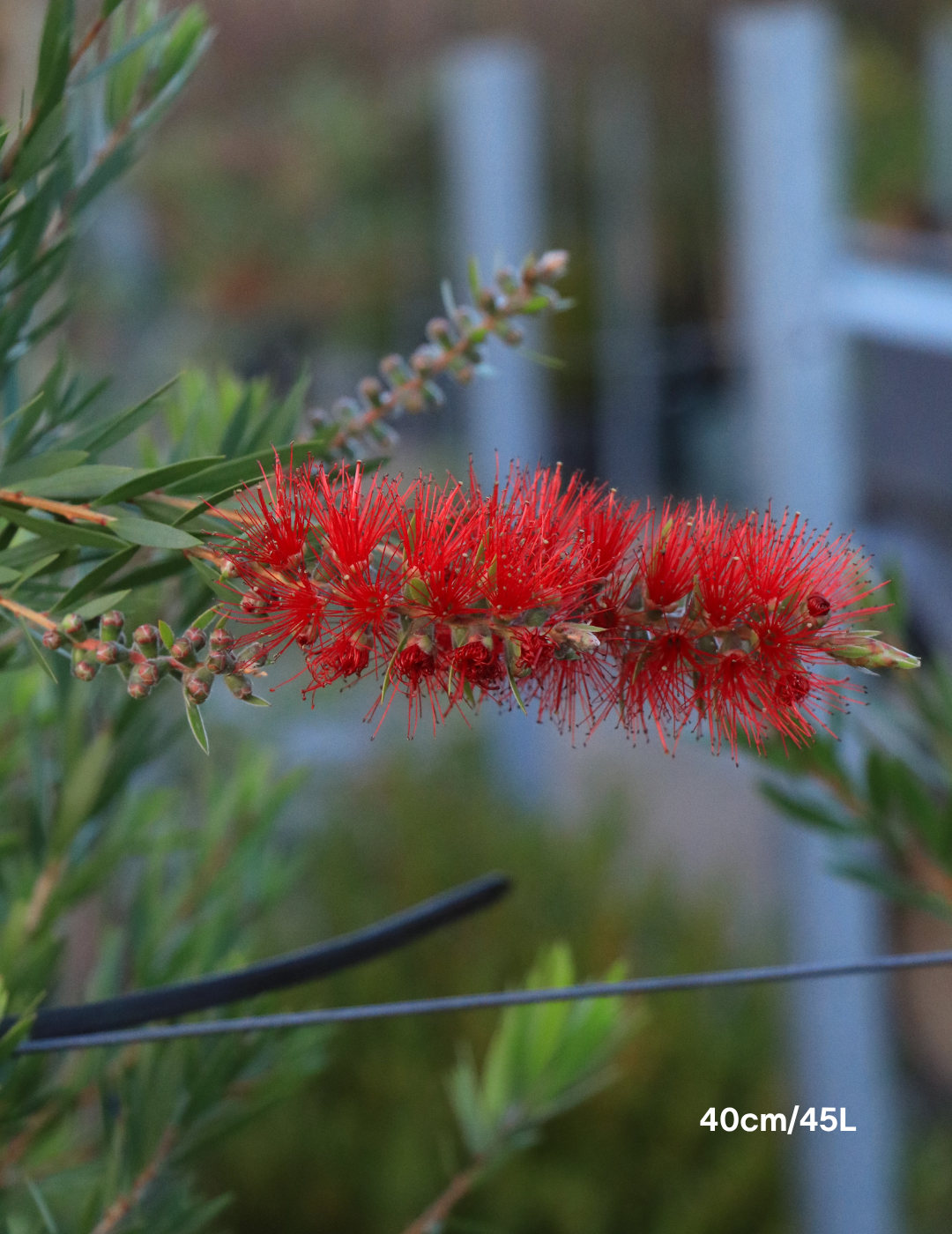 Callistemon Viminalis 'Slim'