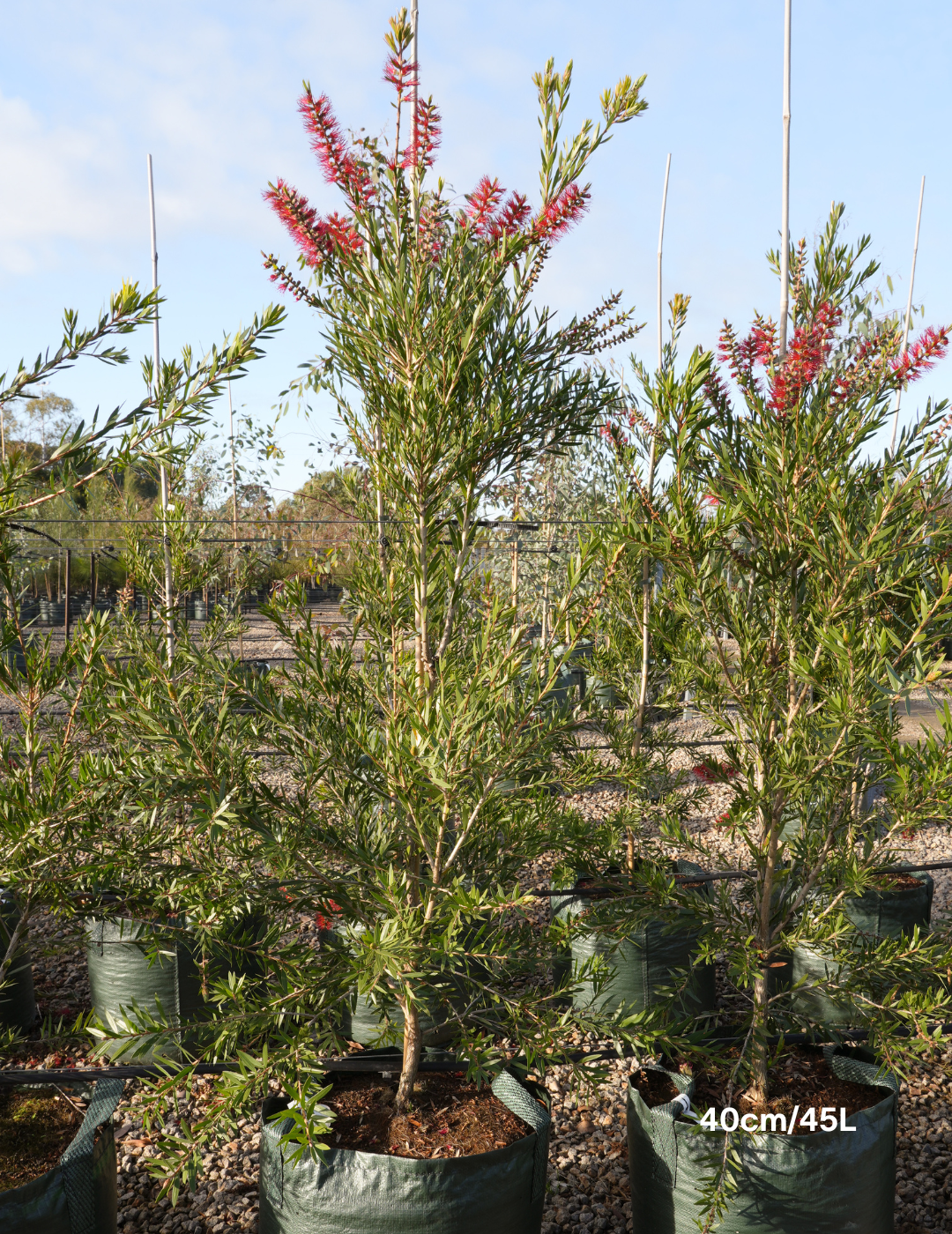 Callistemon Viminalis 'Slim'