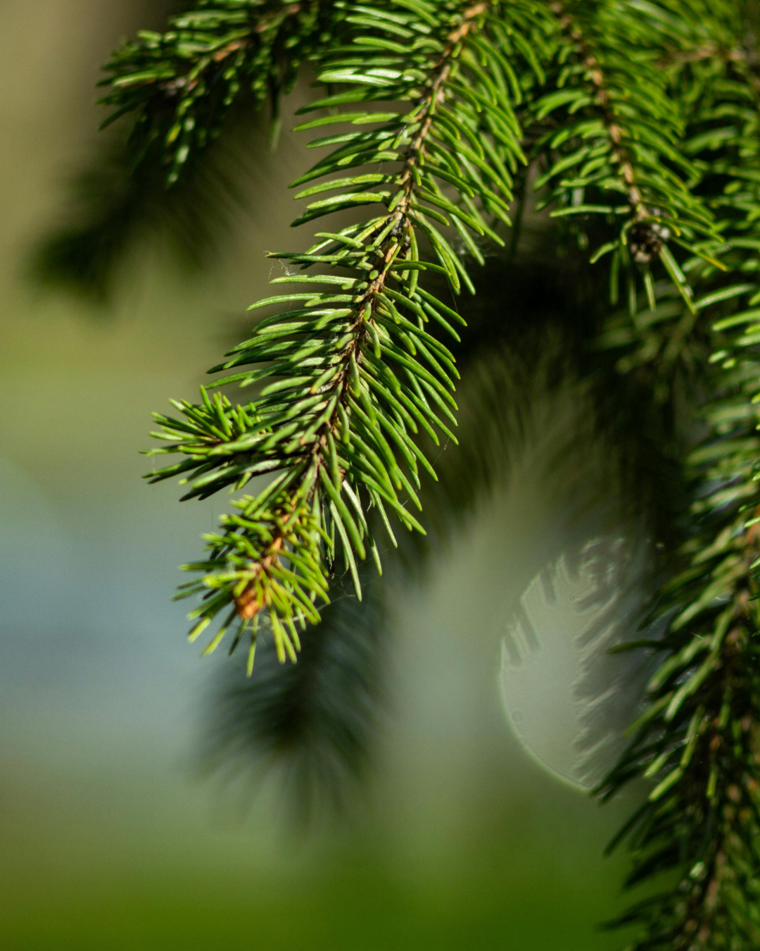 Callitris rhomboidea – Oyster Bay Pine / Port Jackson Pine