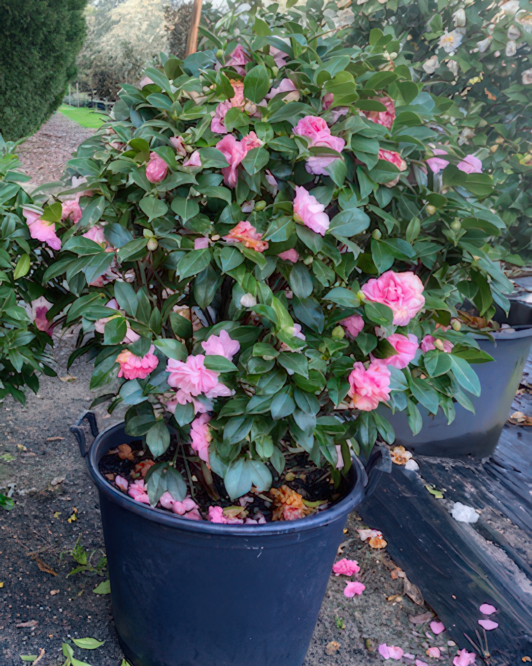 Camellia Japonica Fran Honeyer Balls