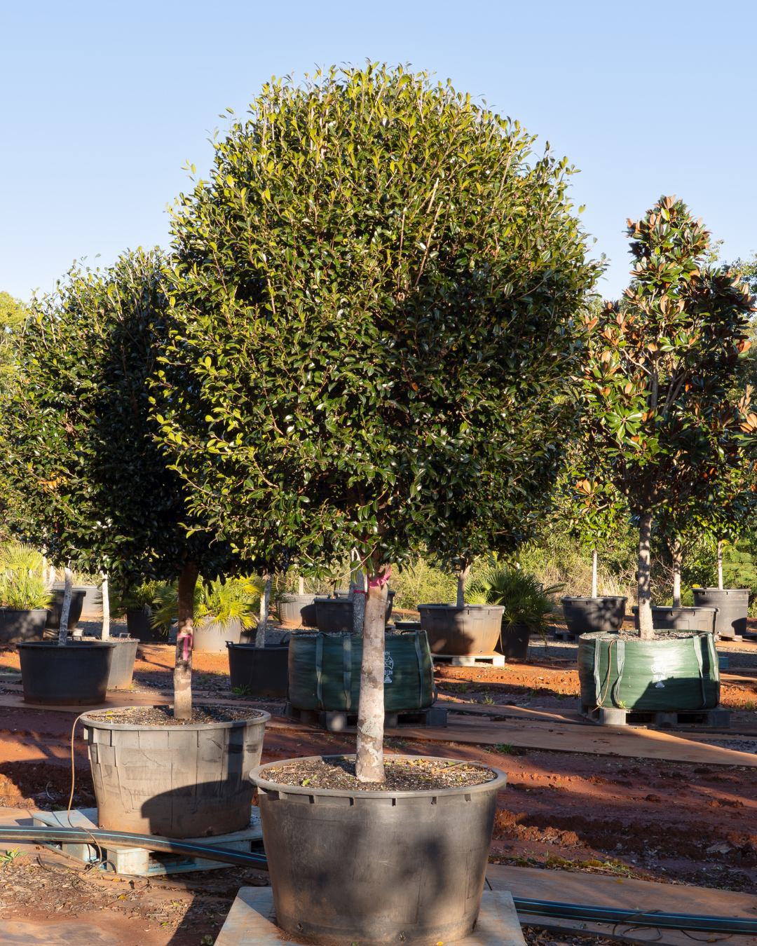 Camellia Sasanqua Balls