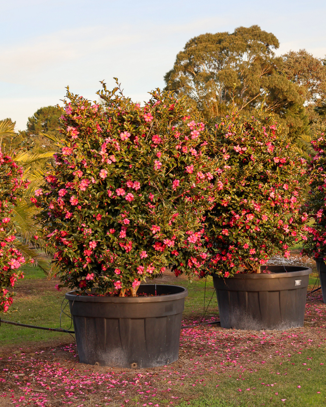 Camellia hiemalis 'Hiryu' - Sasanqua Camellia Hiryu
