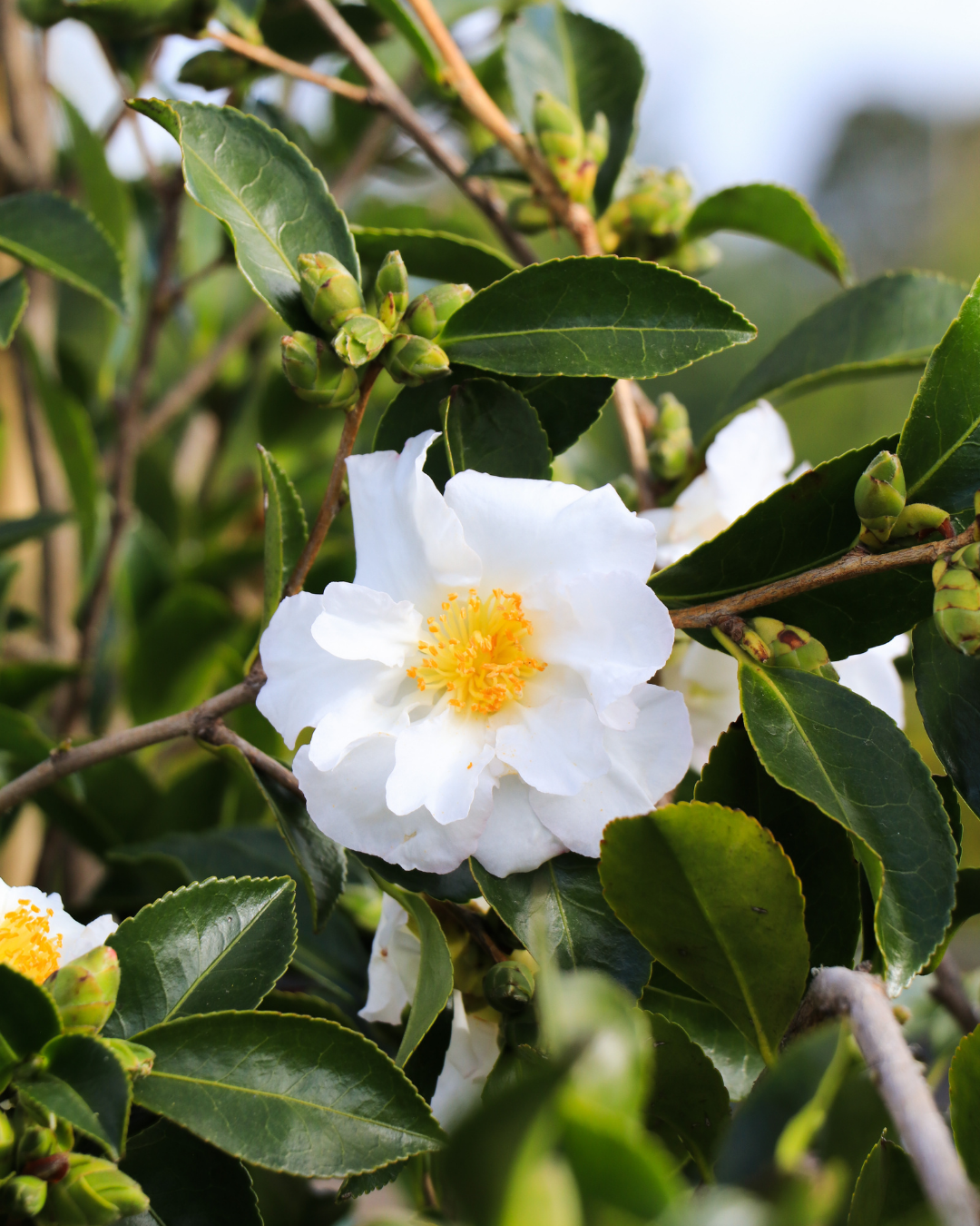 Camellia japonica White Nun Balls