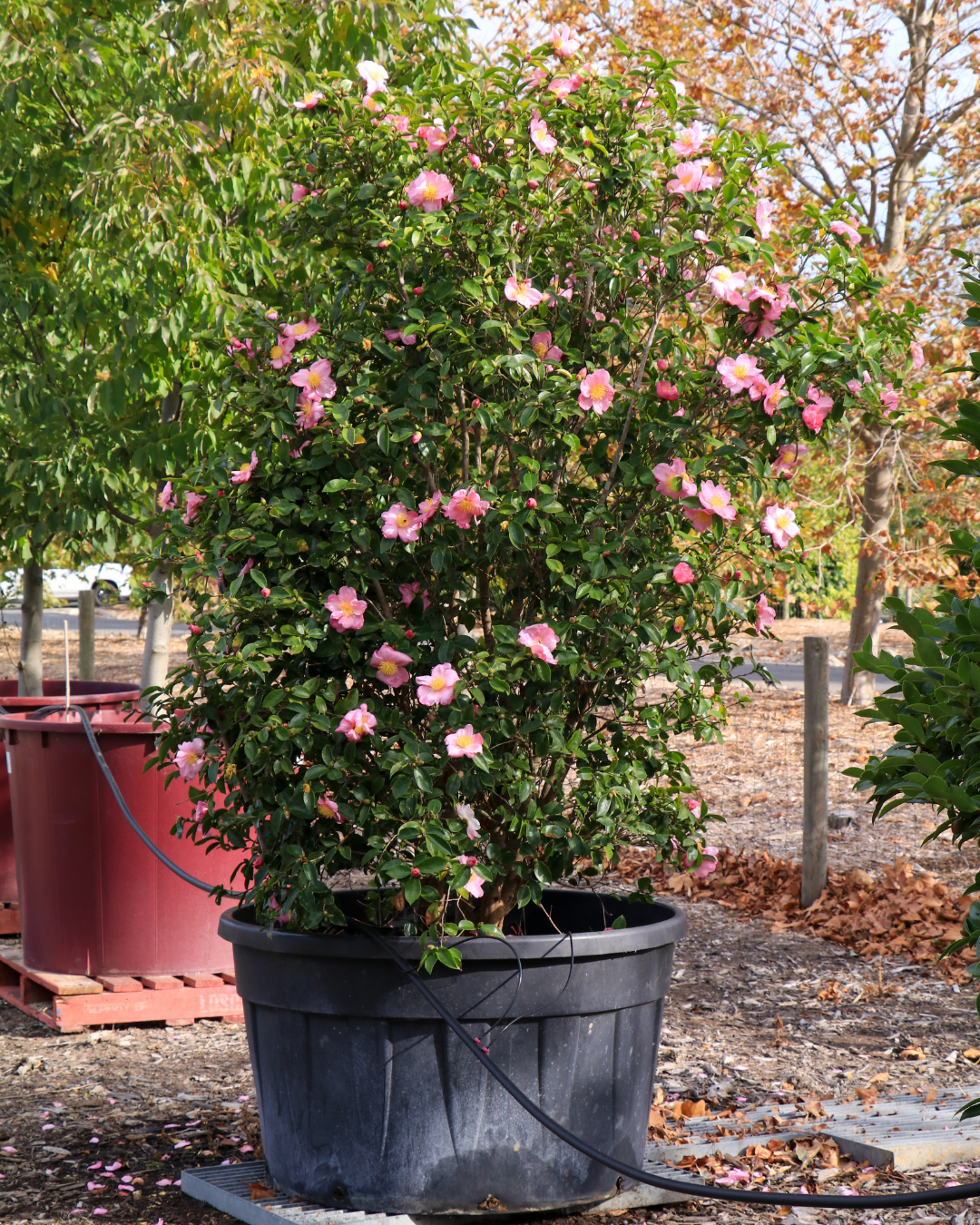 Camellia 'Plantation Pink' – Japonica Camellia