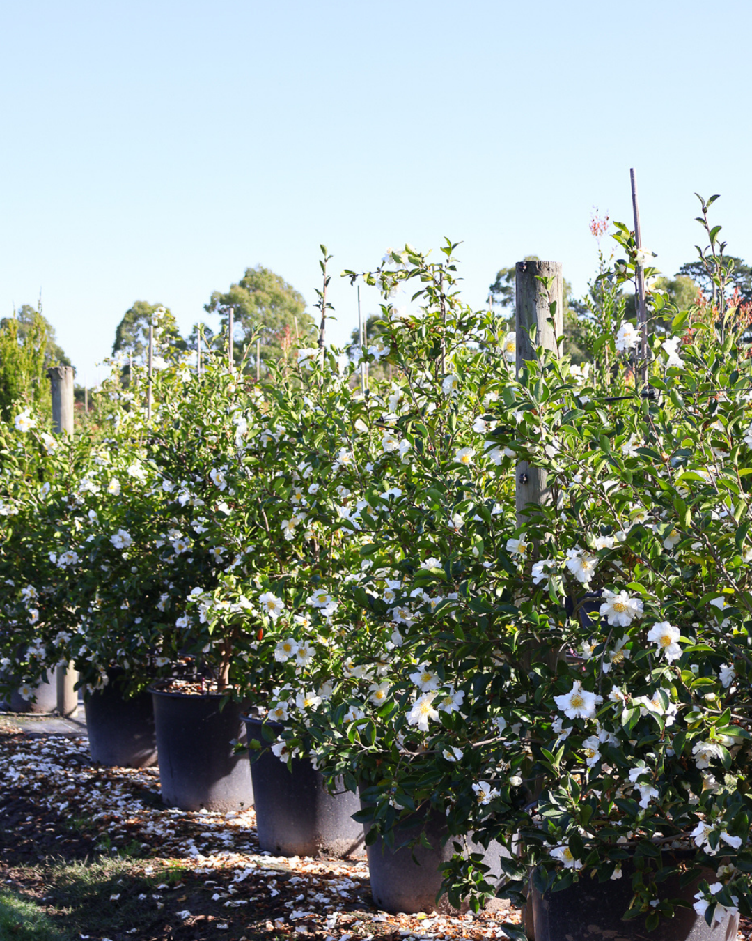 Camellia sasanqua 'Setsugekka'
