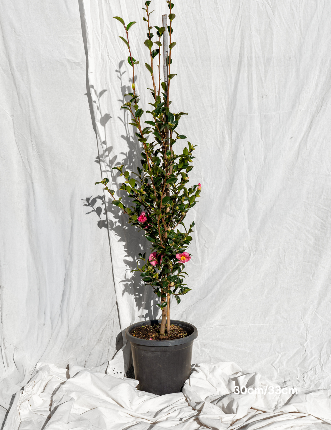 Camellia hiemalis 'Hiryu' - Evergreen Trees Direct