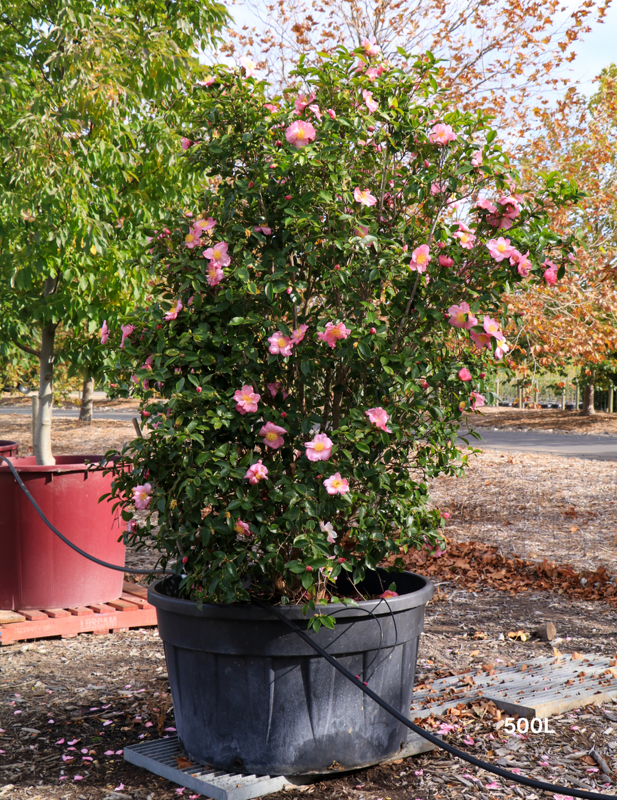 Camellia 'Plantation Pink' – Japonica Camellia - Evergreen Trees Direct
