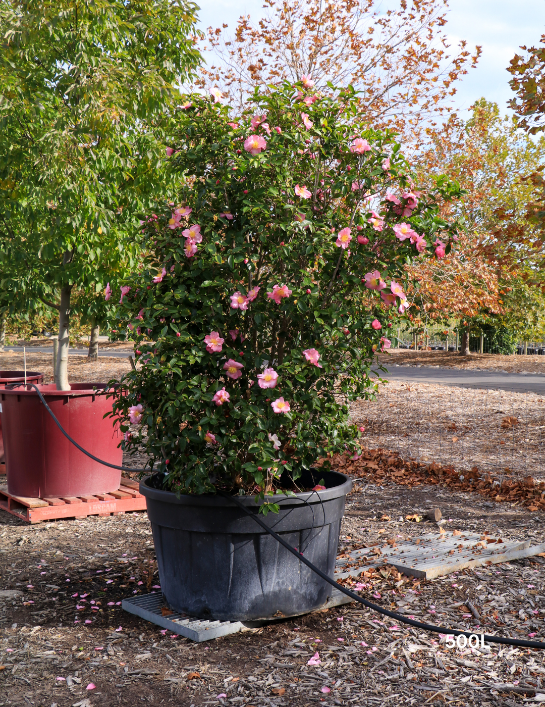 Camellia 'Plantation Pink' – Japonica Camellia - Evergreen Trees Direct