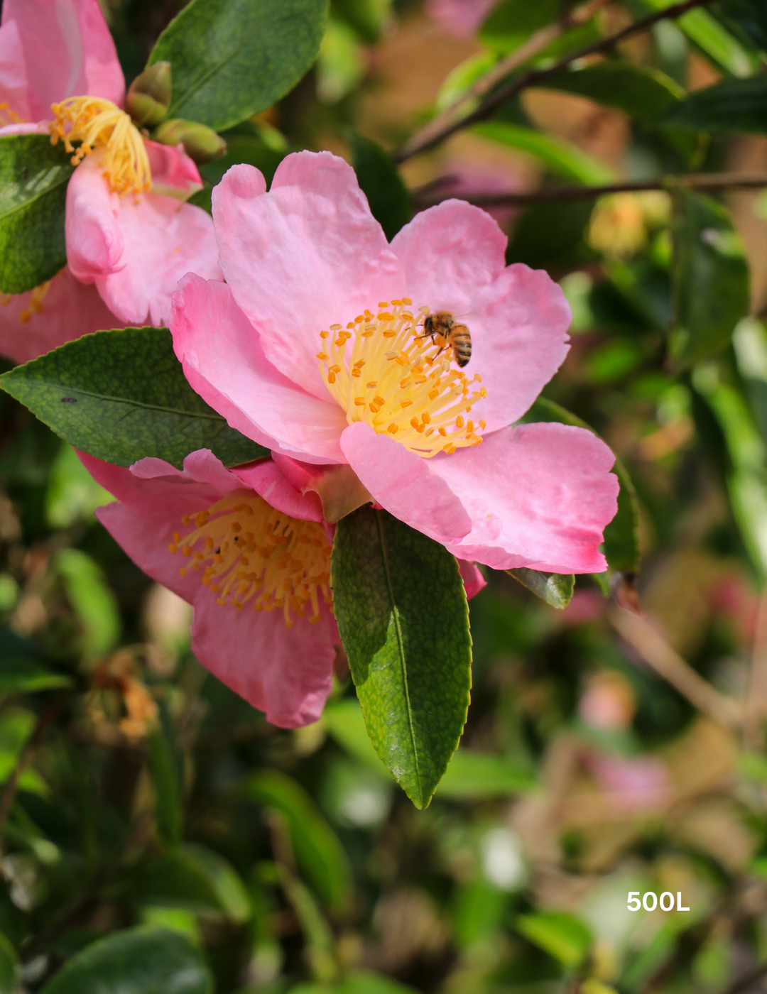 Camellia 'Plantation Pink' – Japonica Camellia - Evergreen Trees Direct