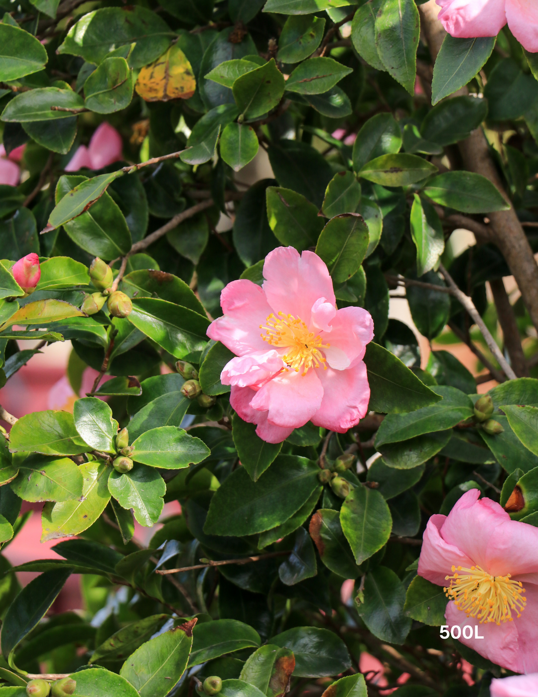 Camellia 'Plantation Pink' – Japonica Camellia - Evergreen Trees Direct