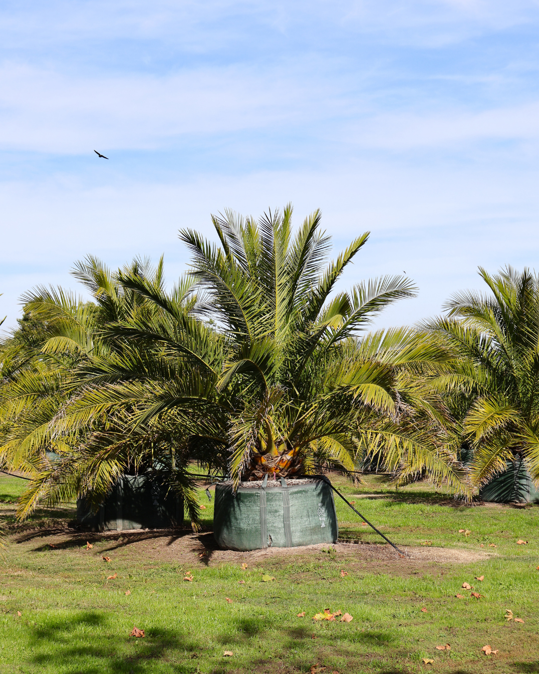 Phoenix canariensis Canary Island Date Palm
