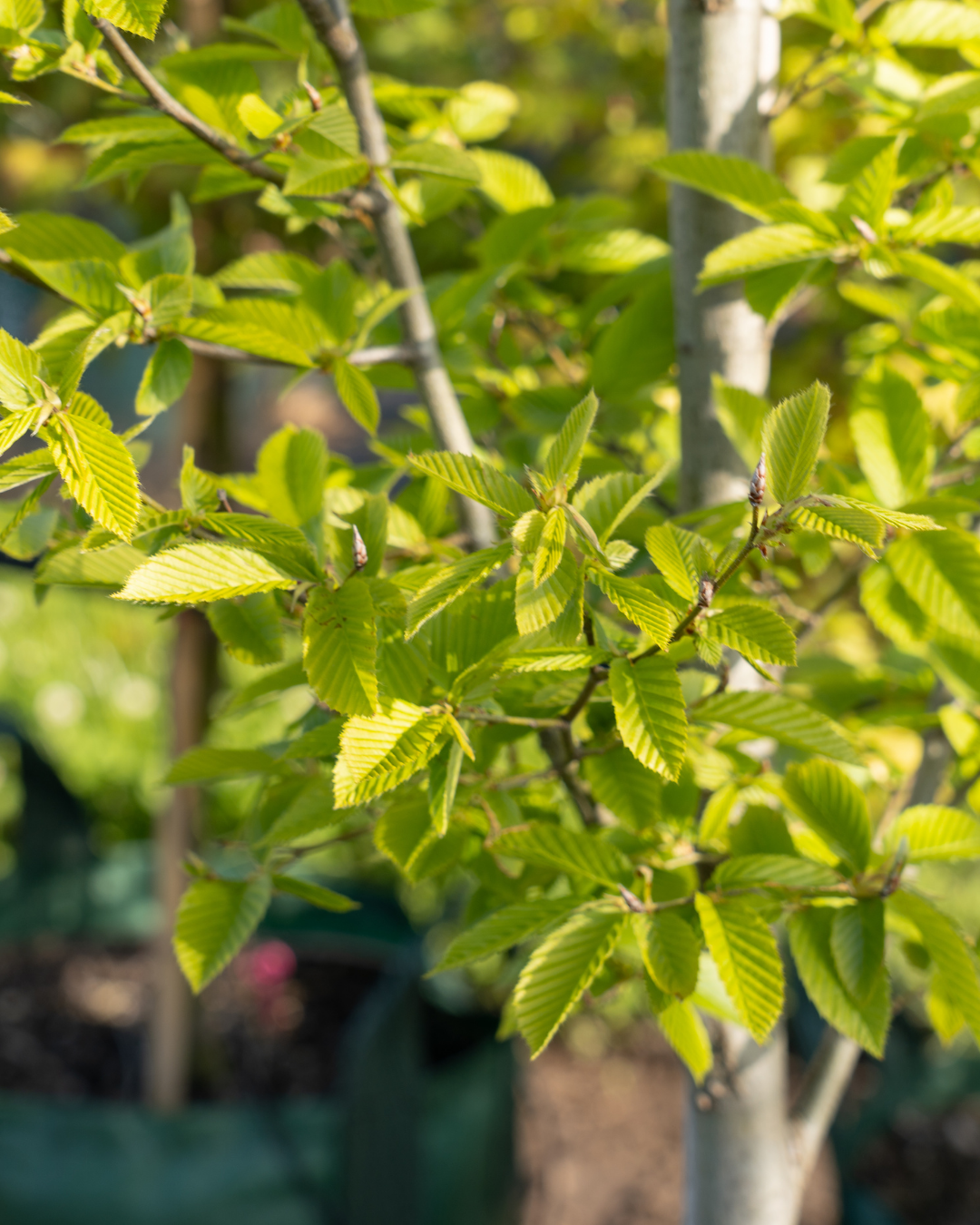 Carpinus betulus ‘Fastigiata’ – Upright European Hornbeam