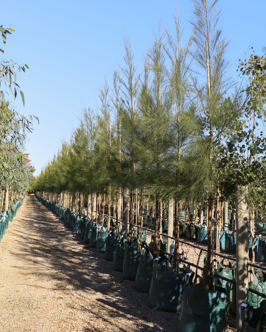 Casuarina cunninghamiana - River Sheoak