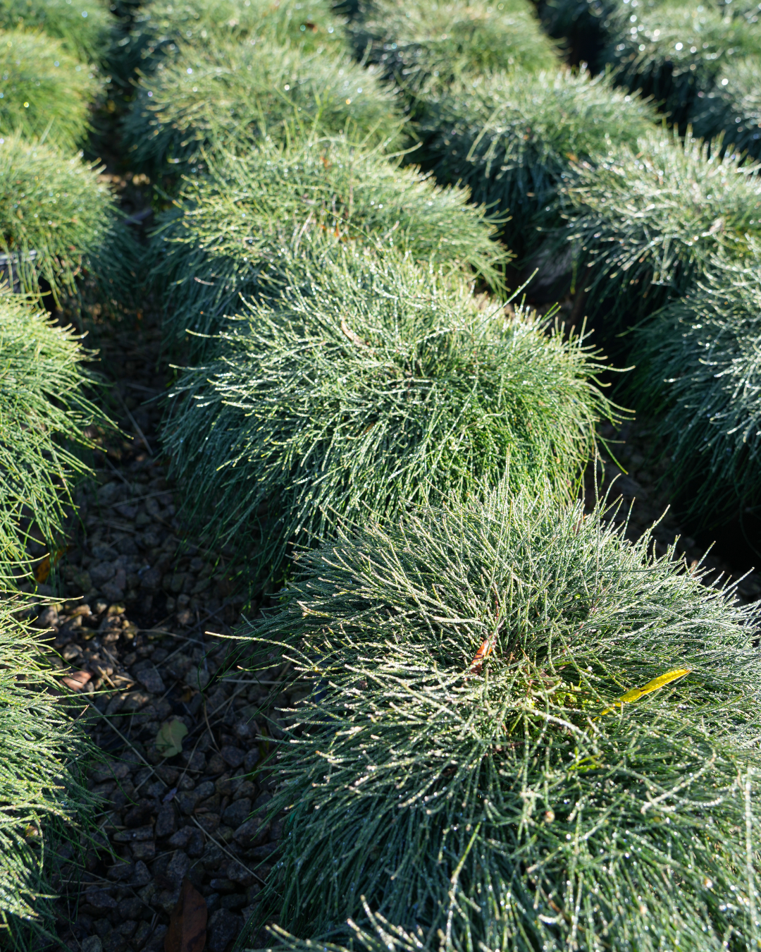 Casuarina glauca 'Cousin It'