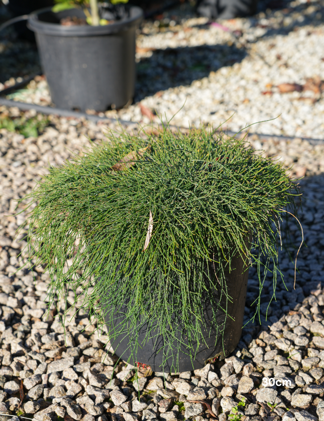 Casuarina glauca 'Cousin It' - Evergreen Trees Direct