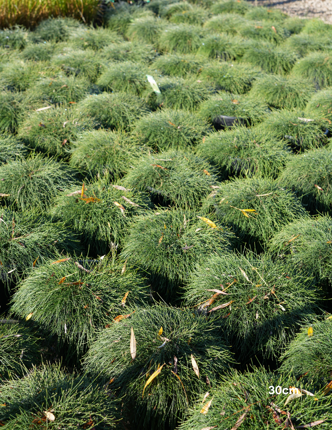 Casuarina glauca 'Cousin It' - Evergreen Trees Direct