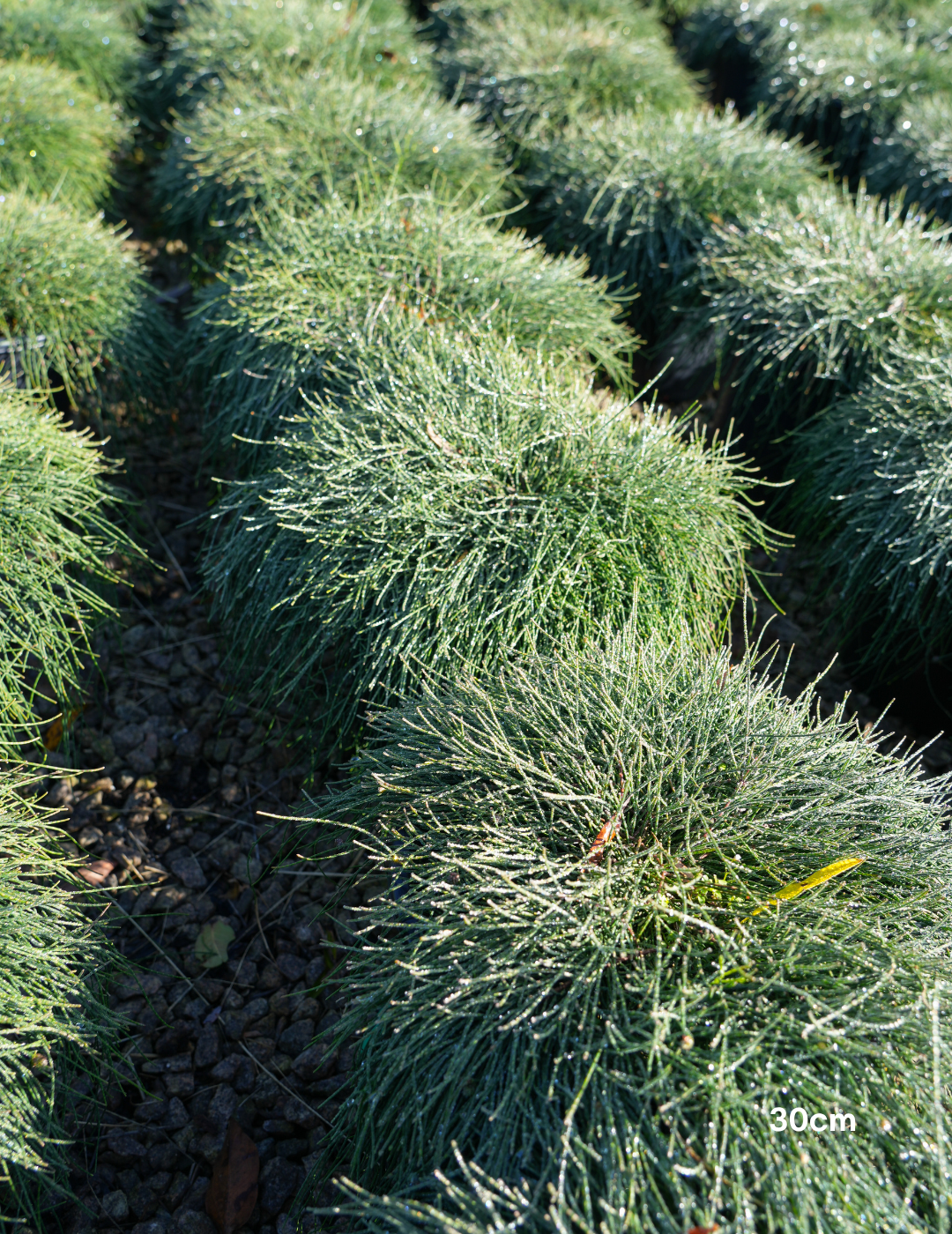 Casuarina glauca 'Cousin It' - Evergreen Trees Direct