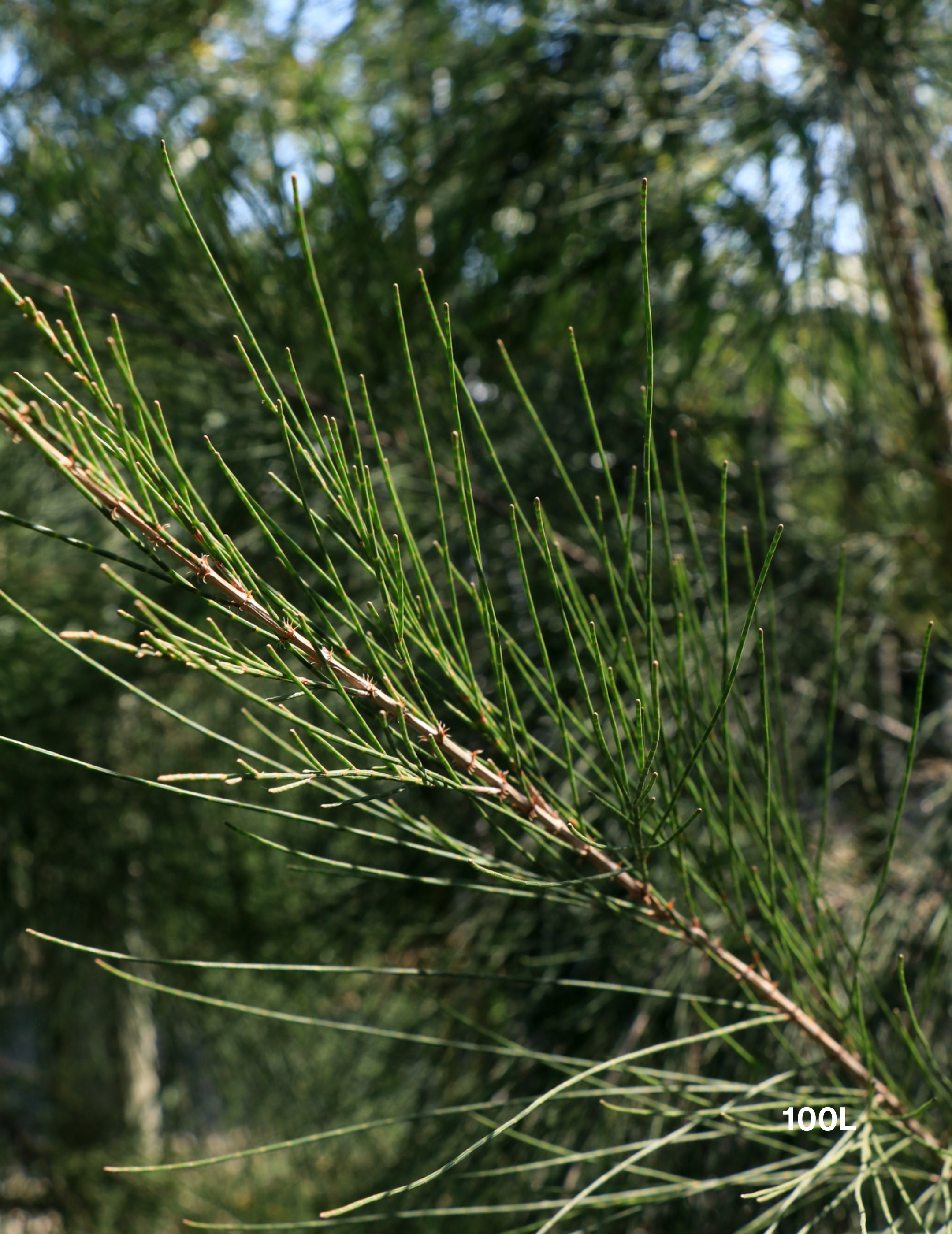 Casuarina cunninghamiana - River Sheoak - Evergreen Trees Direct
