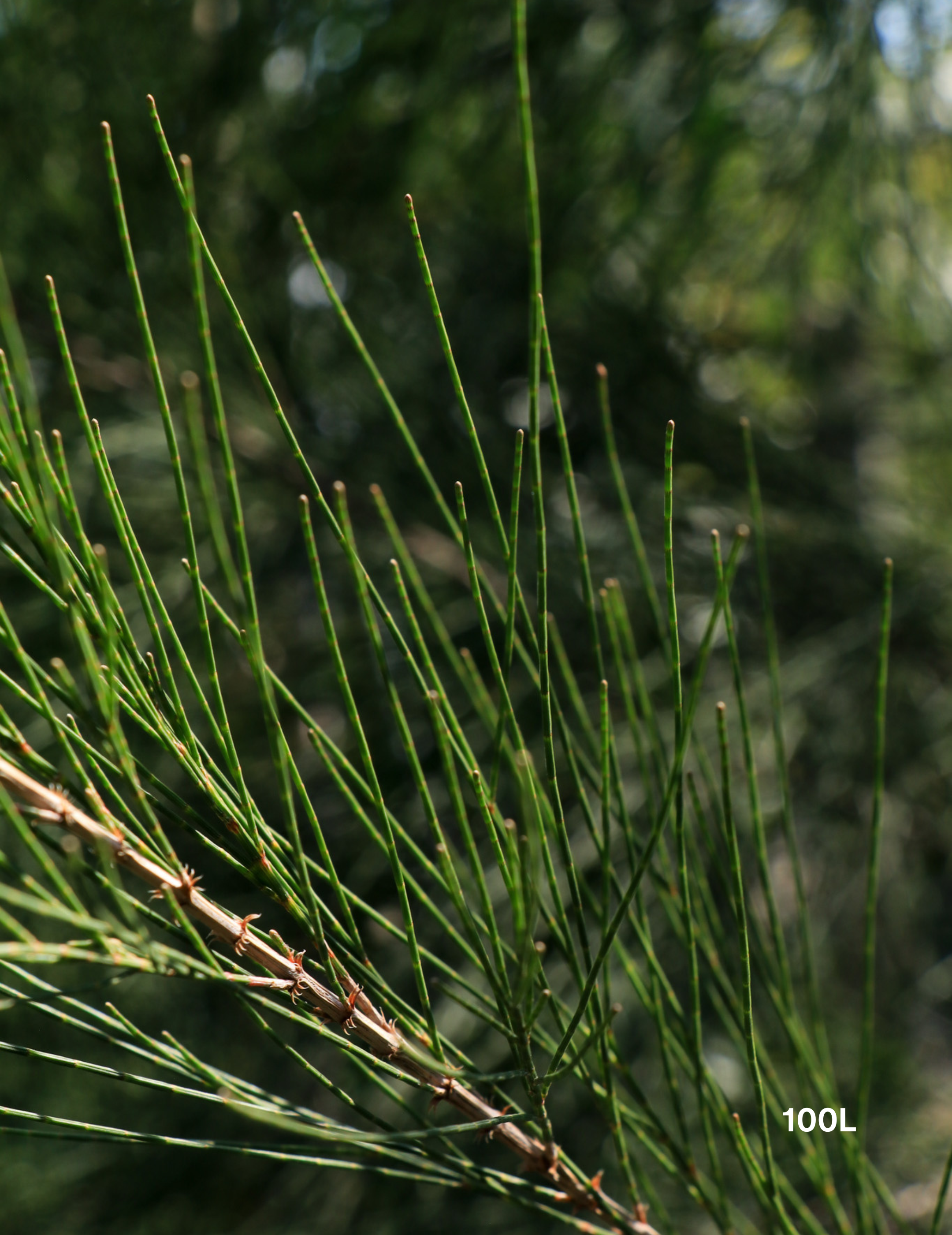 Casuarina cunninghamiana - River Sheoak - Evergreen Trees Direct