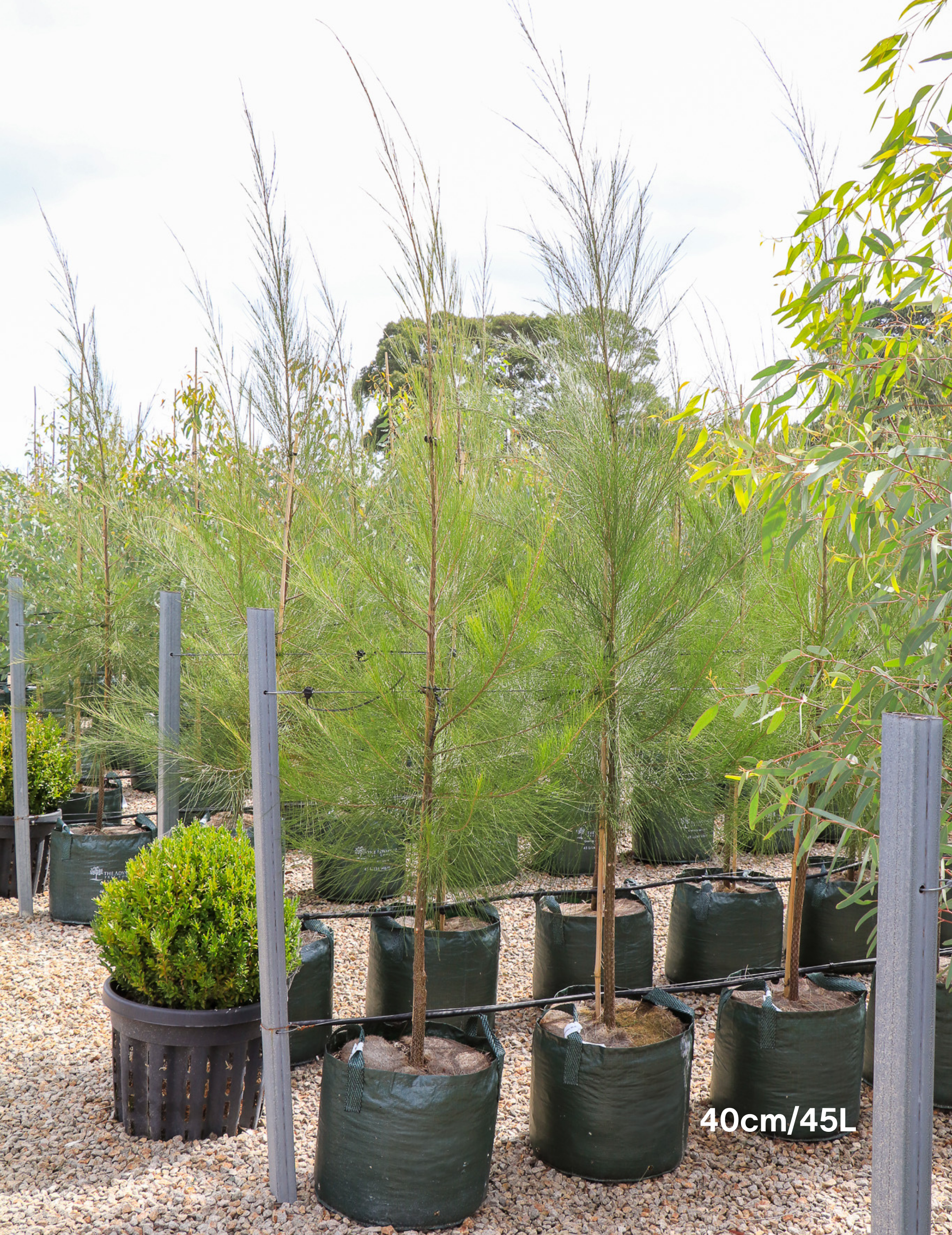 Casuarina cunninghamiana - River Sheoak - Evergreen Trees Direct