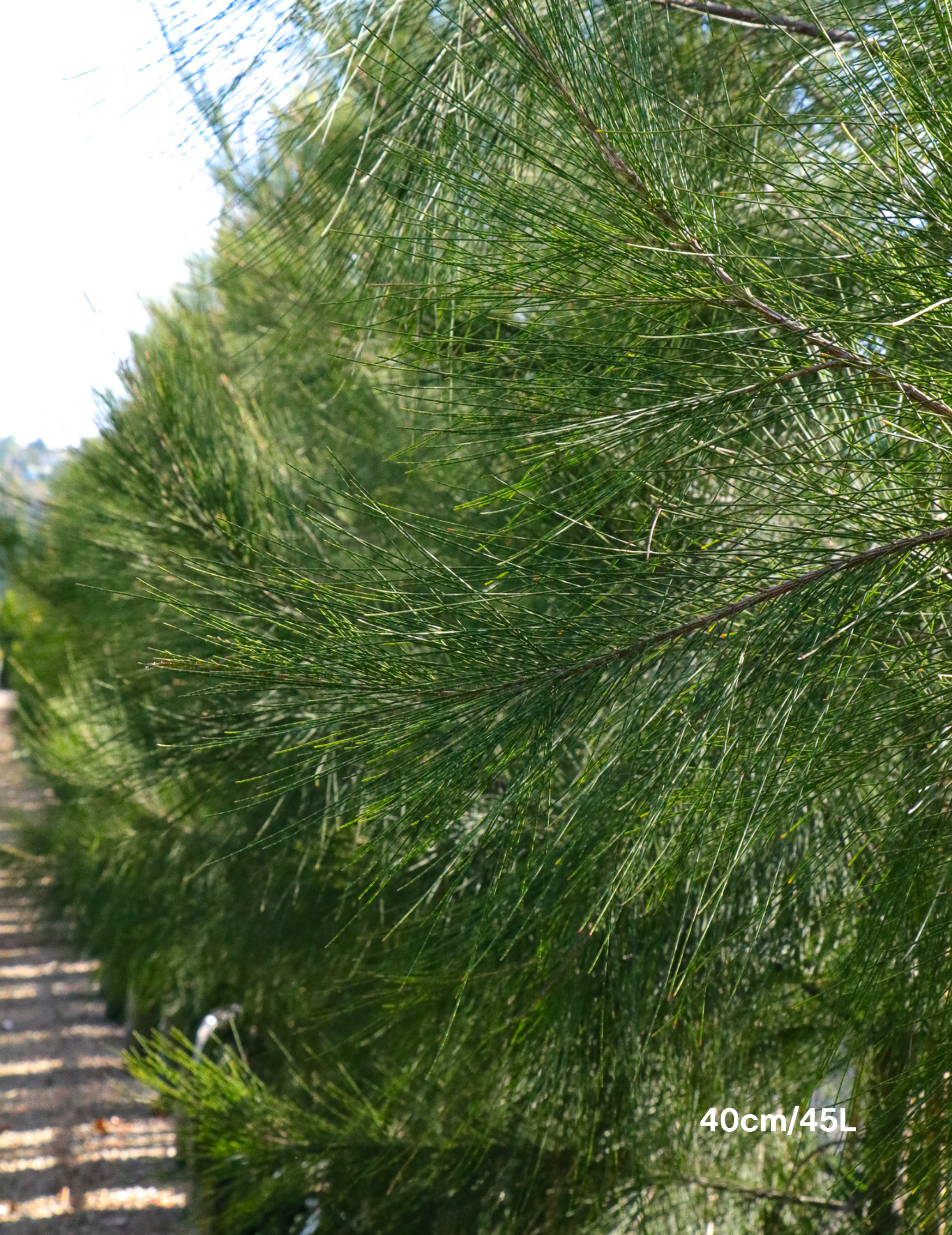 Casuarina cunninghamiana - River Sheoak - Evergreen Trees Direct
