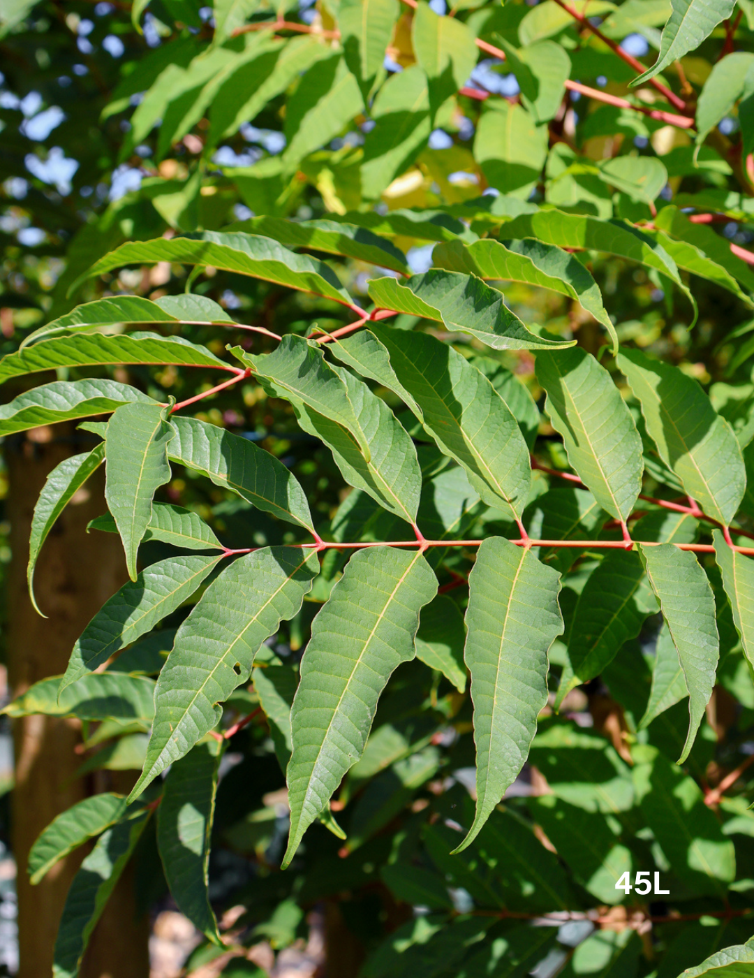 Cedrela sinensis - Evergreen Trees Direct