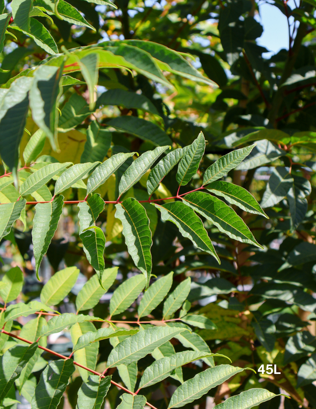 Cedrela sinensis - Evergreen Trees Direct