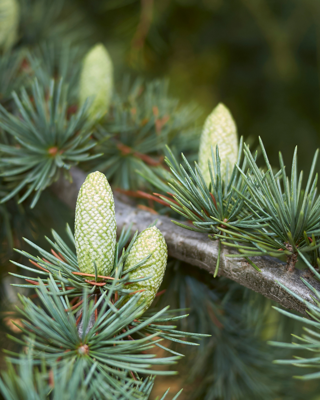 Cedrus atlantica