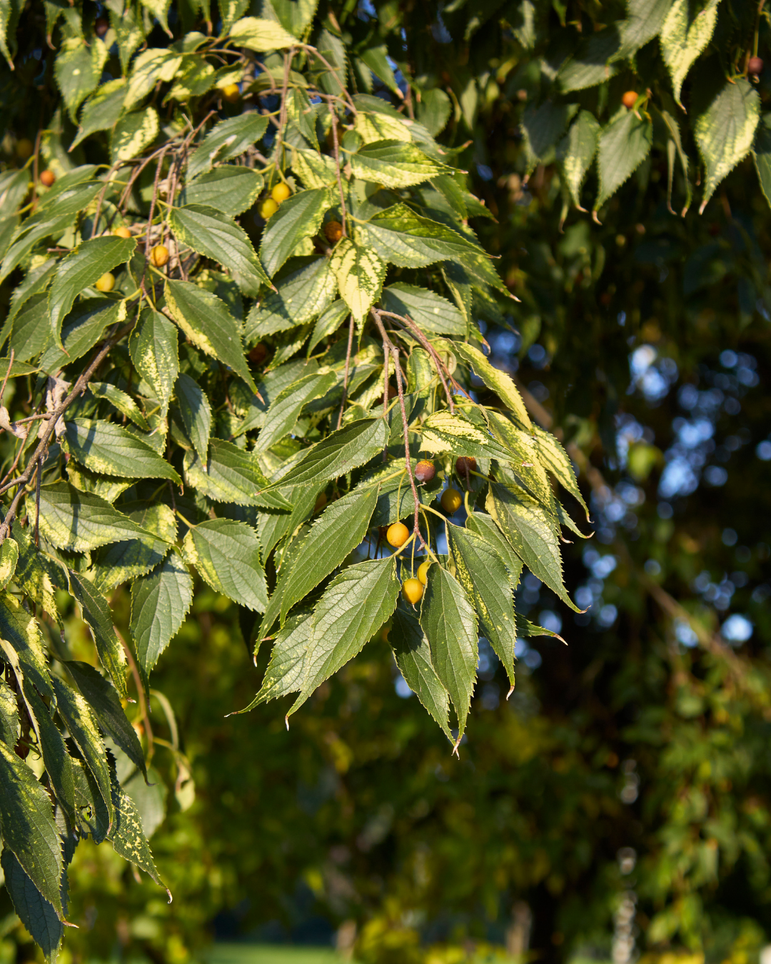 Celtis australis