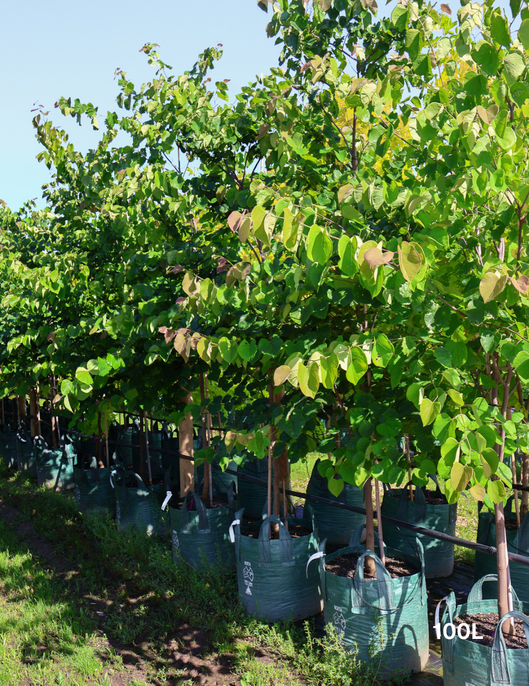 Cercis Chinensis - Evergreen Trees Direct