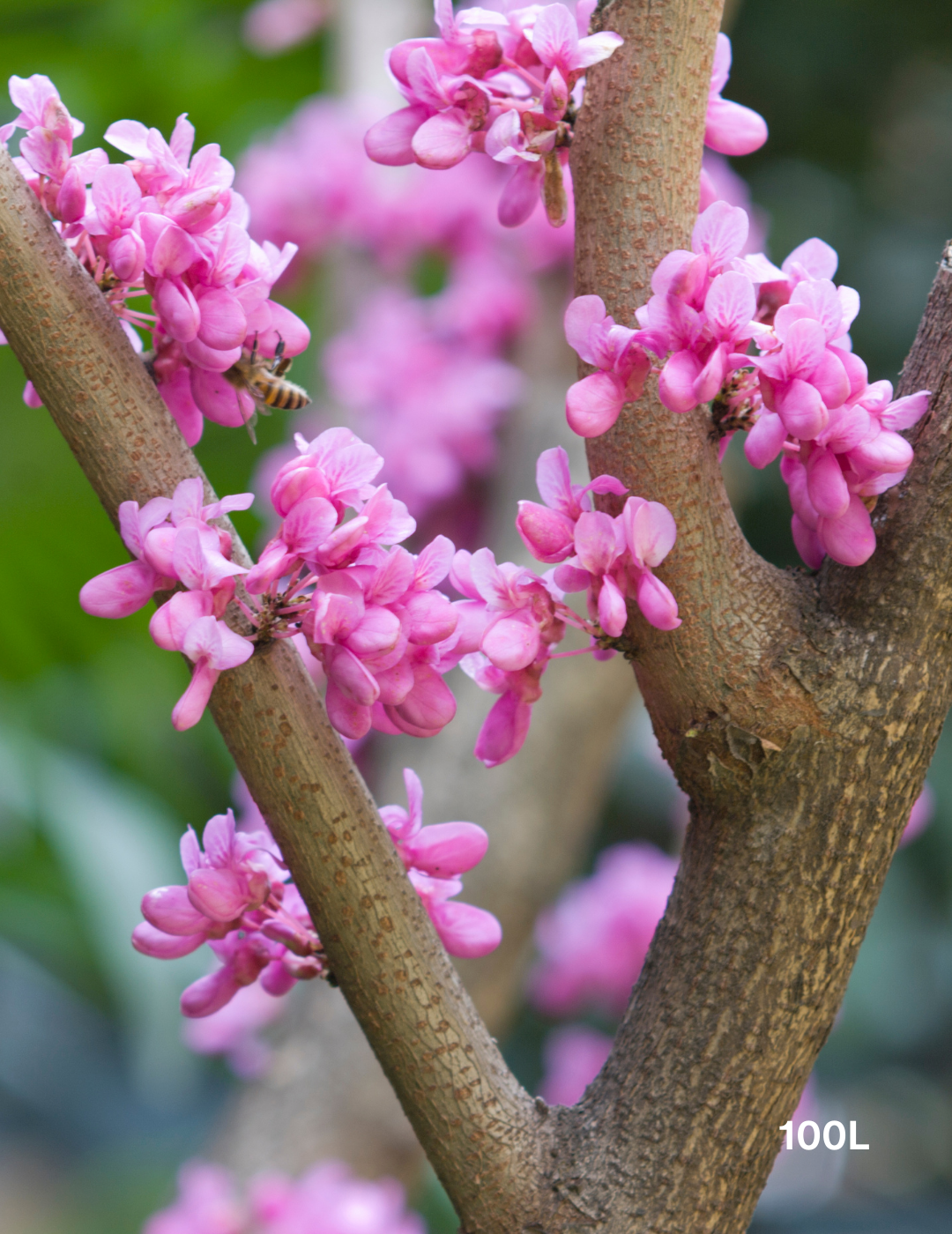 Cercis Chinensis - Evergreen Trees Direct