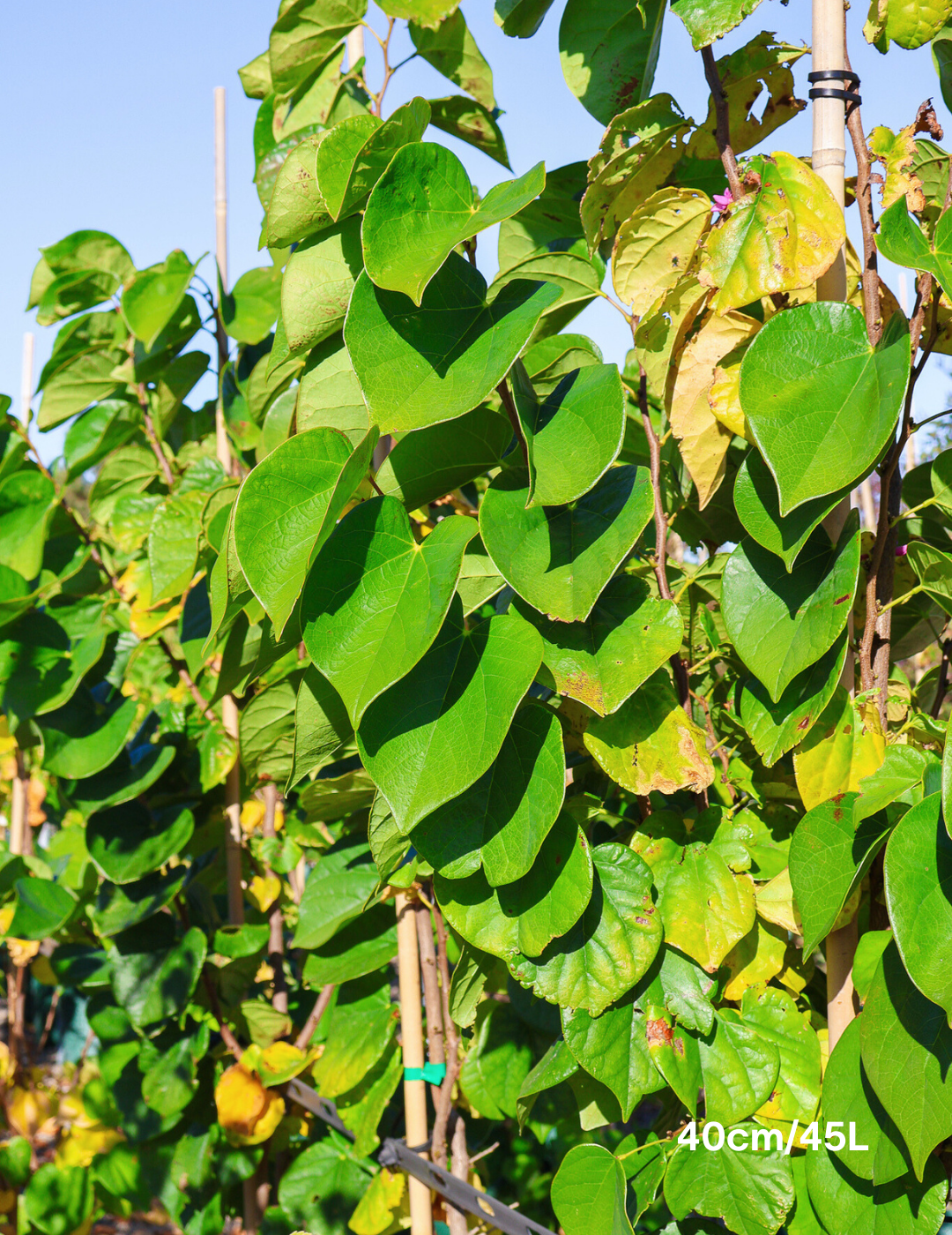 Cercis Chinensis 'Avondale' - Evergreen Trees Direct