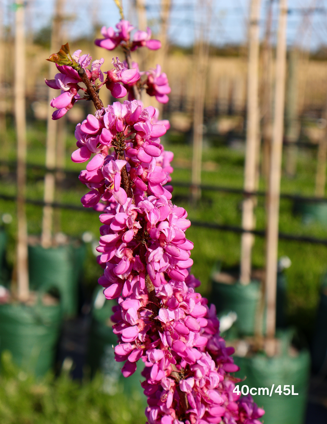 Cercis Chinensis 'Avondale' - Evergreen Trees Direct