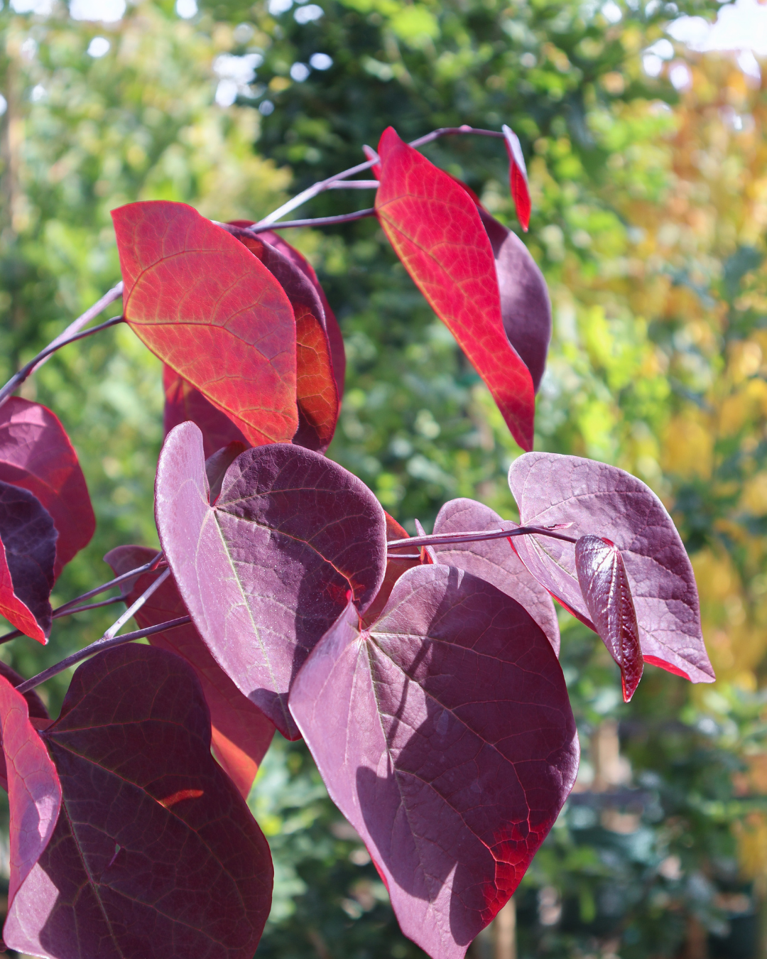Cercis canadensis 'Forest Pansy'