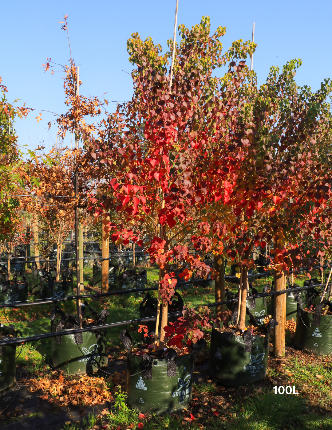 Chinese Tallow Tree (Sapium sebiferum / Triadica sebifera) - Evergreen Trees Direct