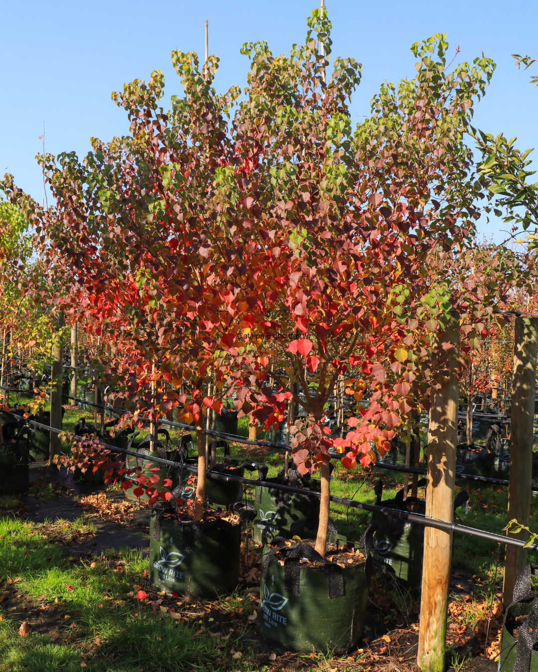 Triadica sebifera - Chinese Tallow Tree