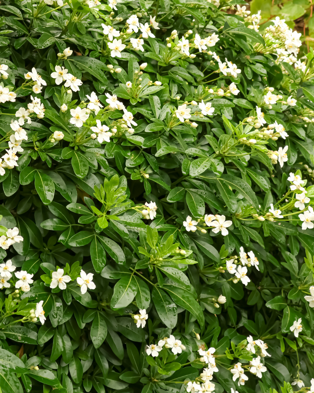 Choisya ternata
