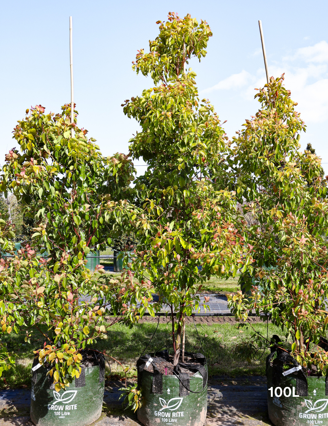 Cinnamomum Verum - Evergreen Trees Direct