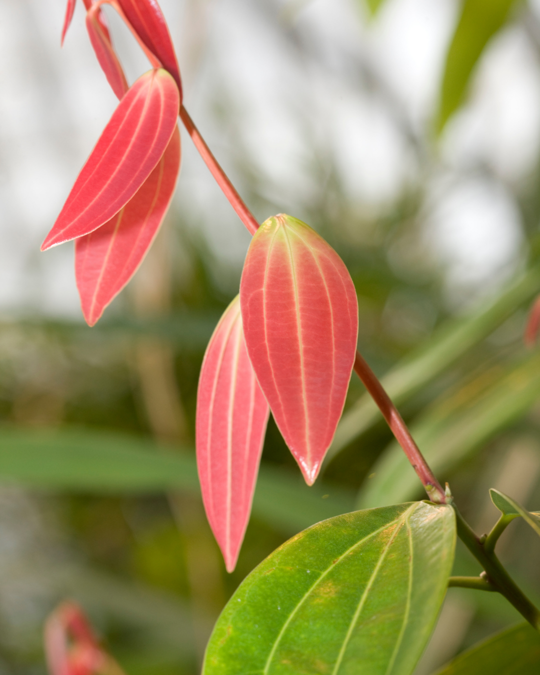 Cinnamomum Verum